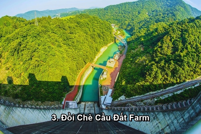 Ảnh minh họa: 3. Đồi Chè Cầu Đất Farm