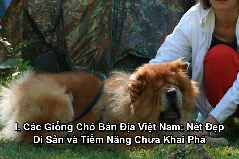 Ảnh minh họa: I. Các Giống Chó Bản Địa Việt Nam: Nét Đẹp Di Sản và Tiềm Năng Chưa Khai Phá