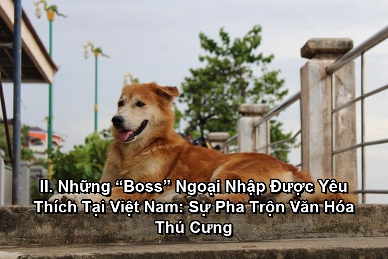 Ảnh minh họa: II. Những “Boss” Ngoại Nhập Được Yêu Thích Tại Việt Nam: Sự Pha Trộn Văn Hóa Thú Cưng