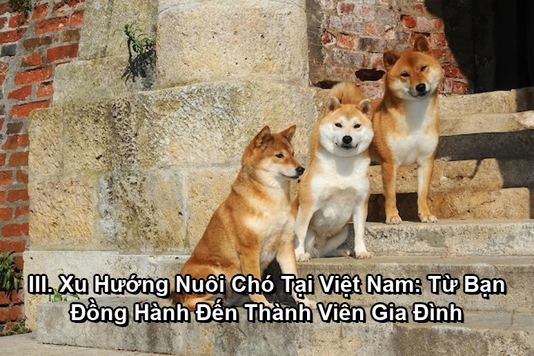 Ảnh minh họa: III. Xu Hướng Nuôi Chó Tại Việt Nam: Từ Bạn Đồng Hành Đến Thành Viên Gia Đình