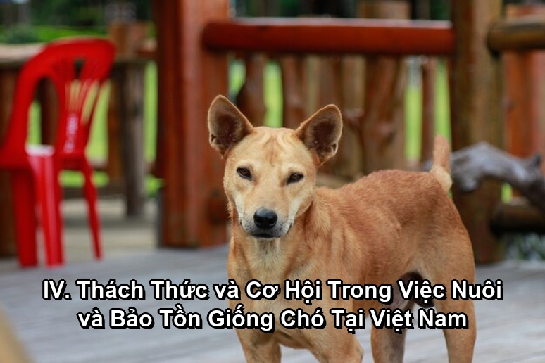 Ảnh minh họa: IV. Thách Thức và Cơ Hội Trong Việc Nuôi và Bảo Tồn Giống Chó Tại Việt Nam