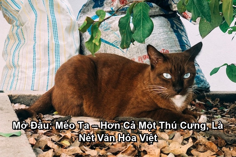 Ảnh minh họa: Mở Đầu: Mèo Ta – Hơn Cả Một Thú Cưng, Là Nét Văn Hóa Việt
