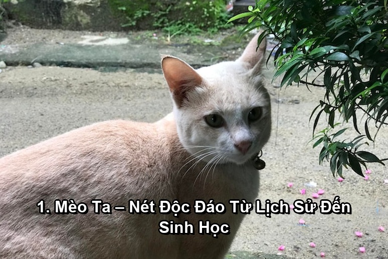 Ảnh minh họa: 1. Mèo Ta – Nét Độc Đáo Từ Lịch Sử Đến Sinh Học