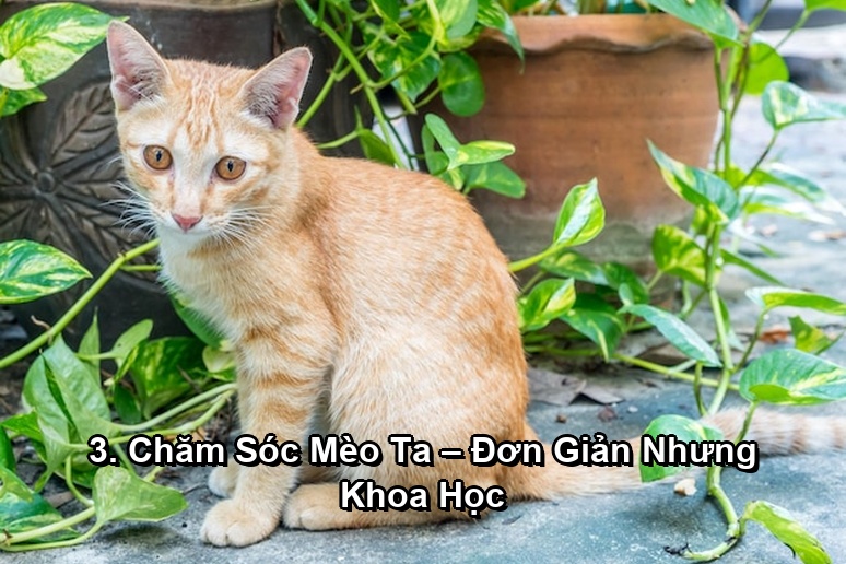 Ảnh minh họa: 3. Chăm Sóc Mèo Ta – Đơn Giản Nhưng Khoa Học