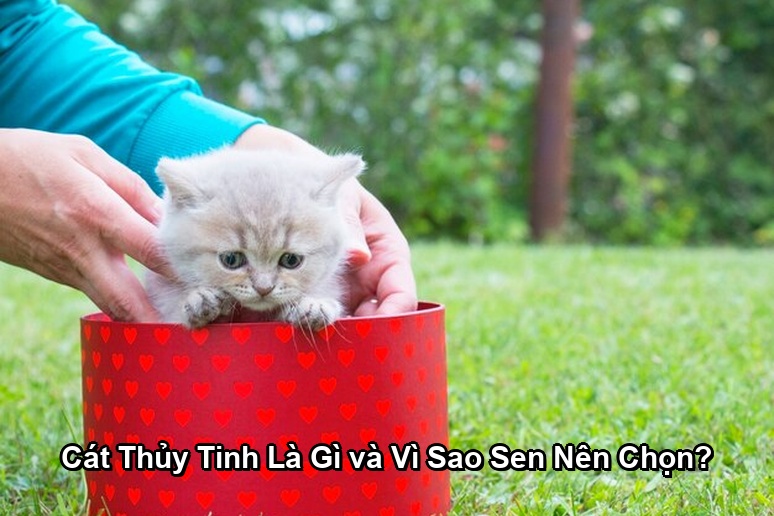 Ảnh minh họa: Cát Thủy Tinh Là Gì và Vì Sao Sen Nên Chọn?