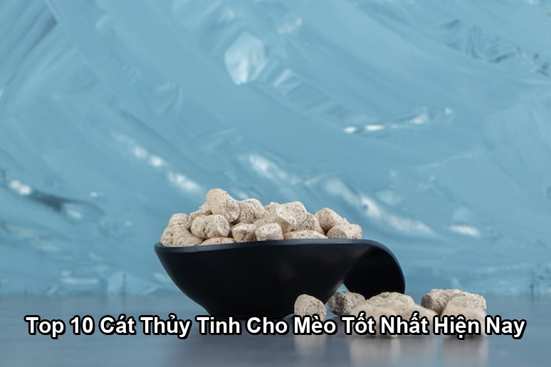 Ảnh minh họa: Top 10 Cát Thủy Tinh Cho Mèo Tốt Nhất Hiện Nay