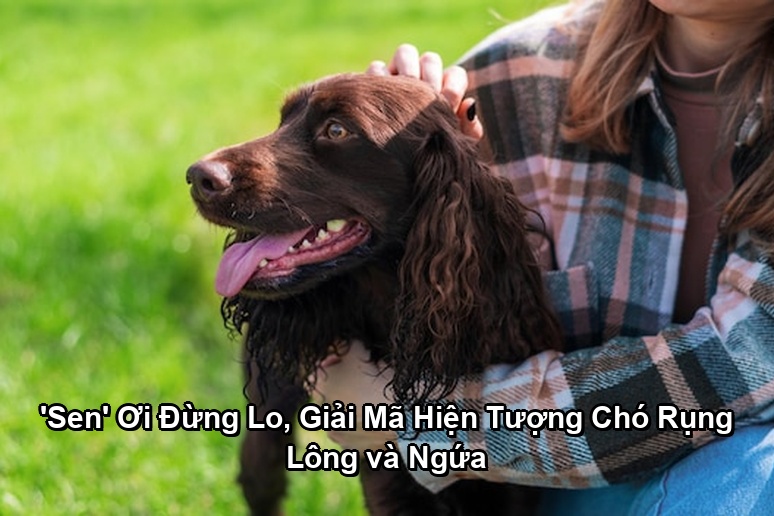 Ảnh minh họa: 'Sen' Ơi Đừng Lo, Giải Mã Hiện Tượng Chó Rụng Lông và Ngứa