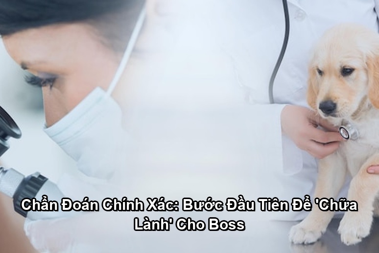 Ảnh minh họa: Chẩn Đoán Chính Xác: Bước Đầu Tiên Để 'Chữa Lành' Cho Boss
