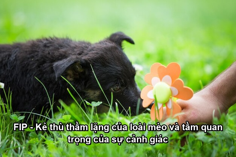 Ảnh minh họa: FIP - Kẻ thù thầm lặng của loài mèo và tầm quan trọng của sự cảnh giác