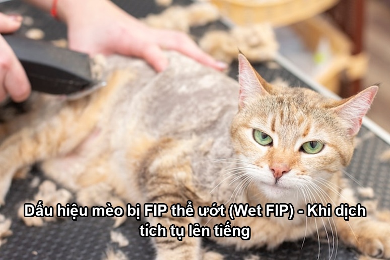 Ảnh minh họa: Dấu hiệu mèo bị FIP thể ướt (Wet FIP) - Khi dịch tích tụ lên tiếng