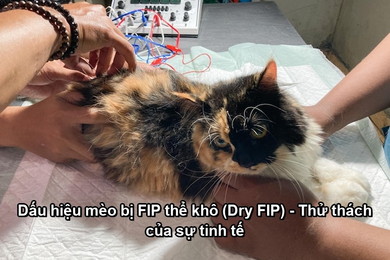 Ảnh minh họa: Dấu hiệu mèo bị FIP thể khô (Dry FIP) - Thử thách của sự tinh tế