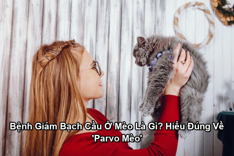 Ảnh minh họa: Bệnh Giảm Bạch Cầu Ở Mèo Là Gì? Hiểu Đúng Về 'Parvo Mèo'