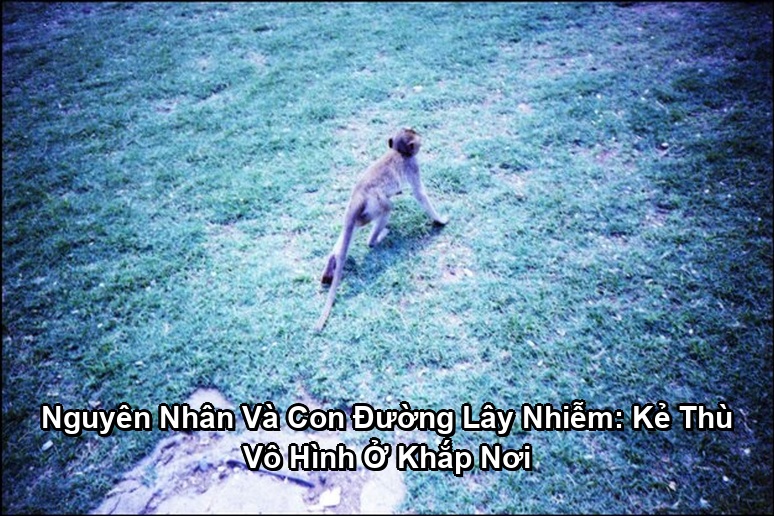 Ảnh minh họa: Nguyên Nhân Và Con Đường Lây Nhiễm: Kẻ Thù Vô Hình Ở Khắp Nơi