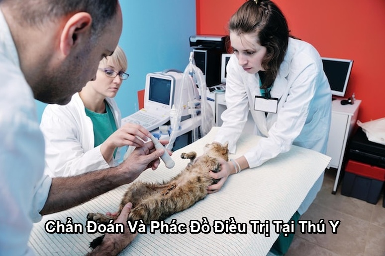 Ảnh minh họa: Chẩn Đoán Và Phác Đồ Điều Trị Tại Thú Y