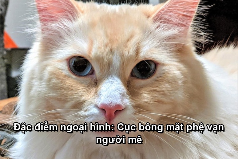 Đặc điểm ngoại hình: Cục bông mặt phệ vạn người mê