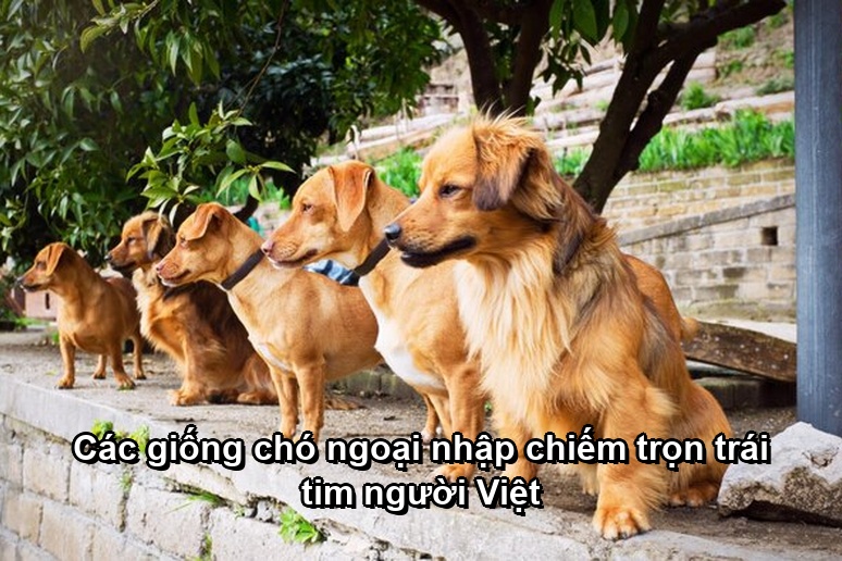 Các giống chó ngoại nhập chiếm trọn trái tim người Việt