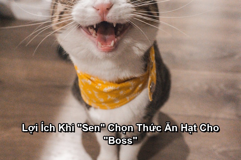 Lợi Ích Khi "Sen" Chọn Thức Ăn Hạt Cho "Boss"