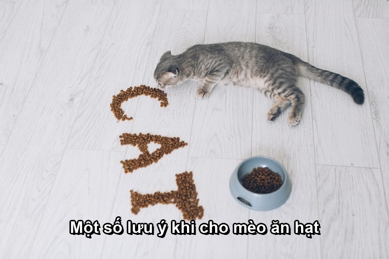 Một số lưu ý khi cho mèo ăn hạt
