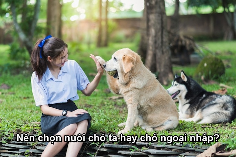 Nên chọn nuôi chó ta hay chó ngoại nhập?