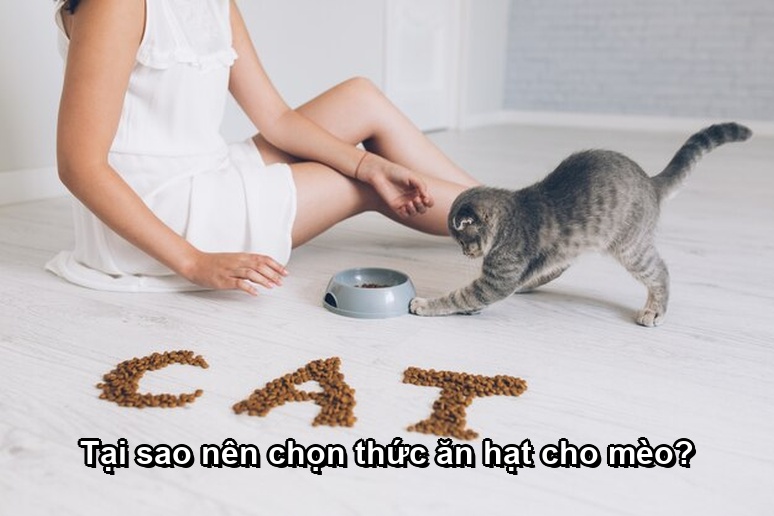 Tại sao nên chọn thức ăn hạt cho mèo?