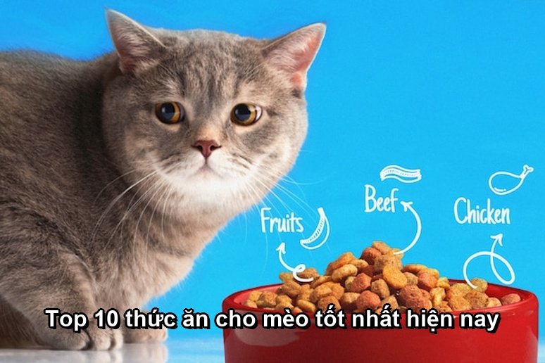 Top 10 thức ăn cho mèo tốt nhất hiện nay