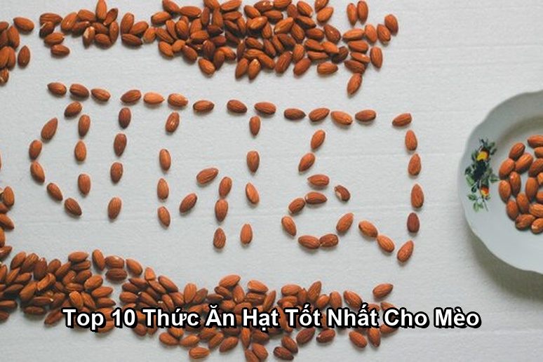 Top 10 Thức Ăn Hạt Tốt Nhất Cho Mèo
