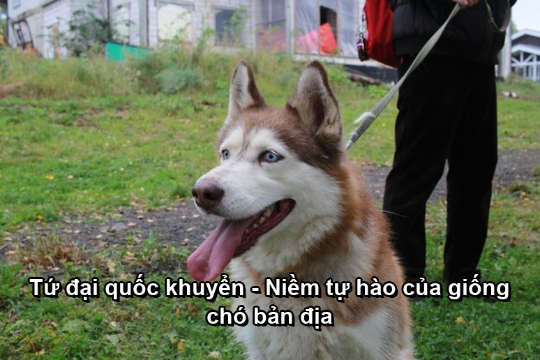 Tứ đại quốc khuyển - Niềm tự hào của giống chó bản địa