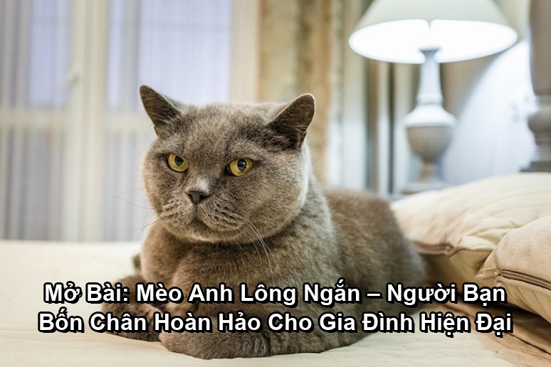 Ảnh minh họa: Mở Bài: Mèo Anh Lông Ngắn – Người Bạn Bốn Chân Hoàn Hảo Cho Gia Đình Hiện Đại