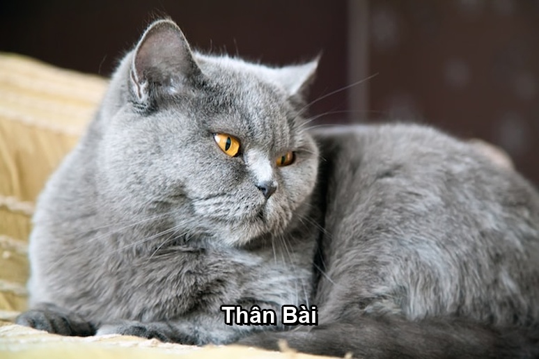 Ảnh minh họa: Thân Bài