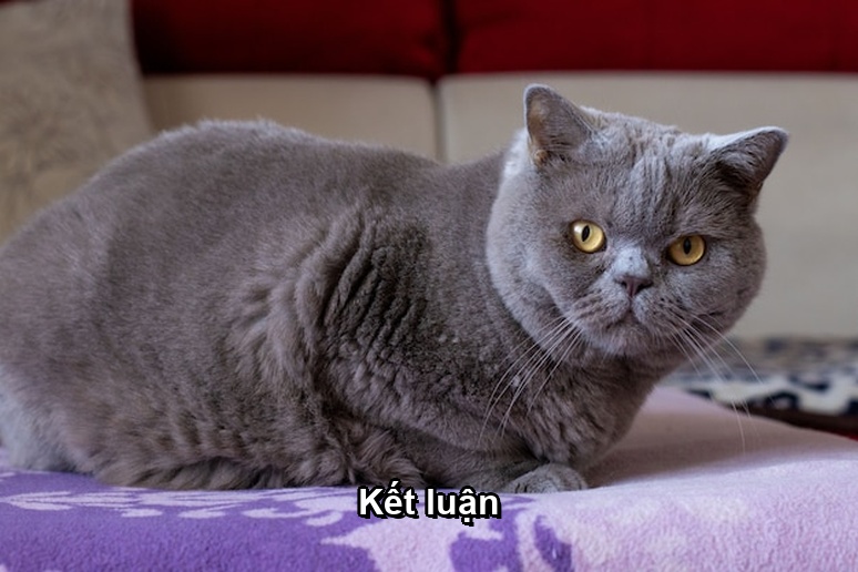 Ảnh minh họa: Kết luận