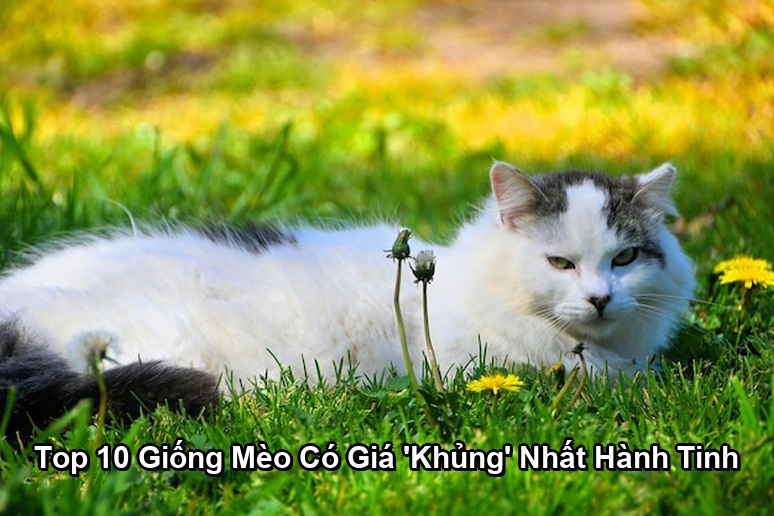 Ảnh minh họa: Top 10 Giống Mèo Có Giá 'Khủng' Nhất Hành Tinh