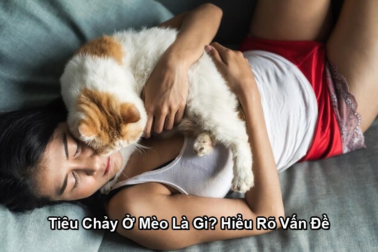 Ảnh minh họa: Tiêu Chảy Ở Mèo Là Gì? Hiểu Rõ Vấn Đề