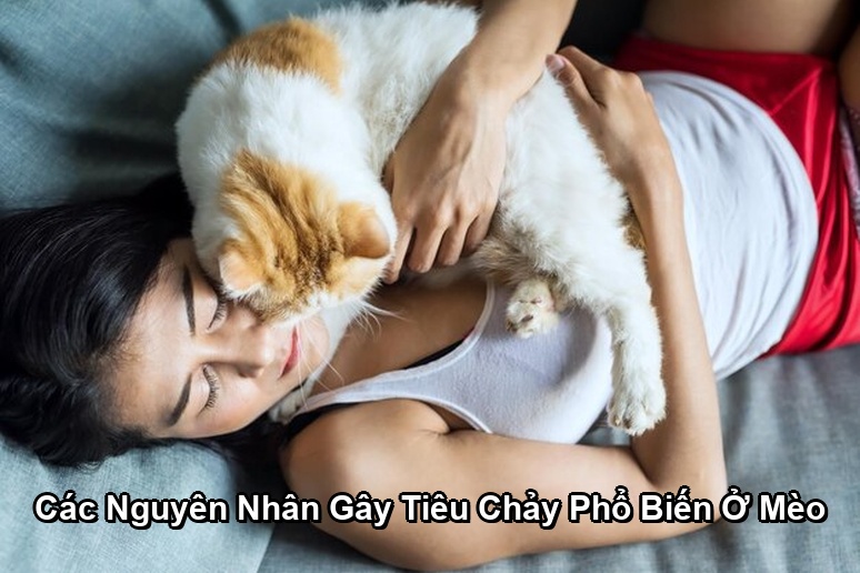 Ảnh minh họa: Các Nguyên Nhân Gây Tiêu Chảy Phổ Biến Ở Mèo