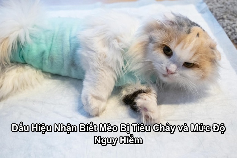 Ảnh minh họa: Dấu Hiệu Nhận Biết Mèo Bị Tiêu Chảy và Mức Độ Nguy Hiểm