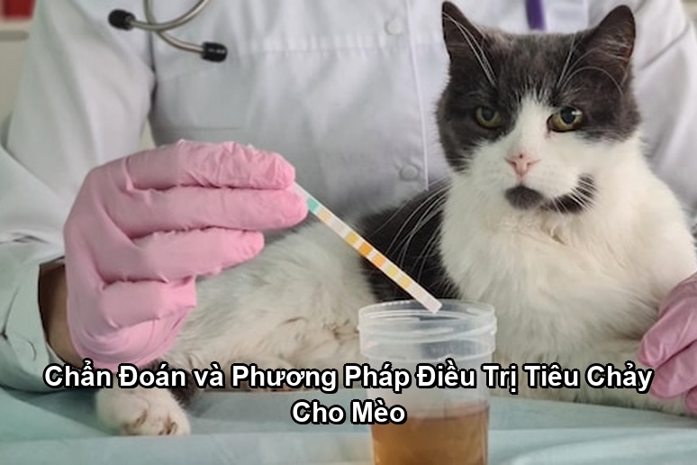 Ảnh minh họa: Chẩn Đoán và Phương Pháp Điều Trị Tiêu Chảy Cho Mèo