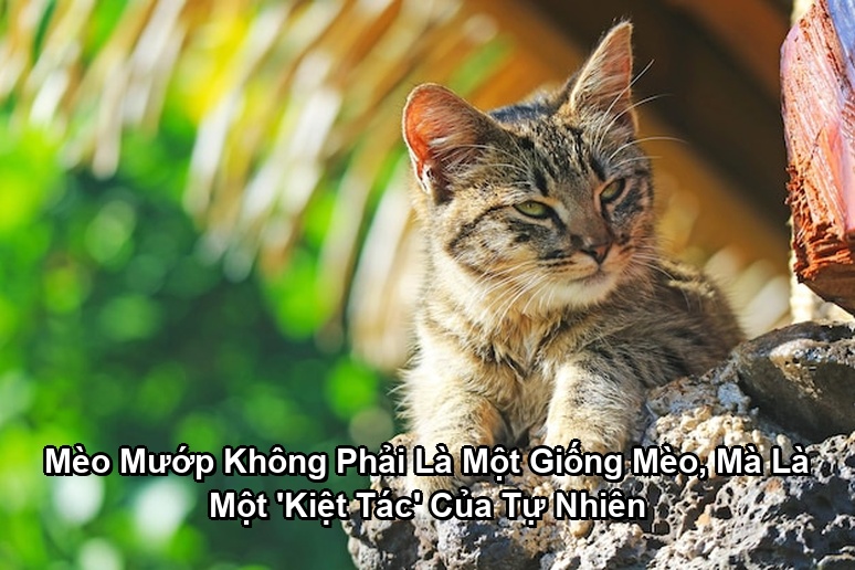 Ảnh minh họa: Mèo Mướp Không Phải Là Một Giống Mèo, Mà Là Một 'Kiệt Tác' Của Tự Nhiên