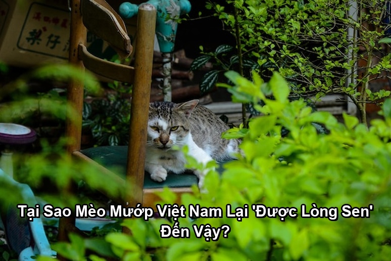 Ảnh minh họa: Tại Sao Mèo Mướp Việt Nam Lại 'Được Lòng Sen' Đến Vậy?