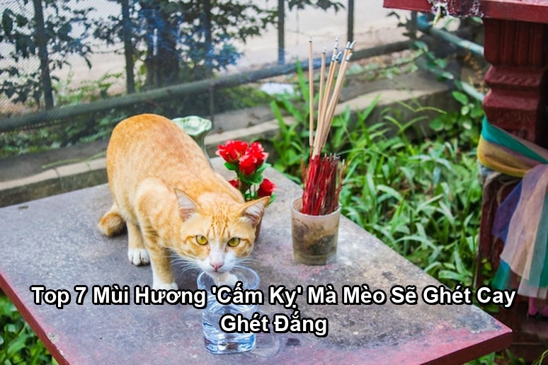 Ảnh minh họa: Top 7 Mùi Hương 'Cấm Kỵ' Mà Mèo Sẽ Ghét Cay Ghét Đắng