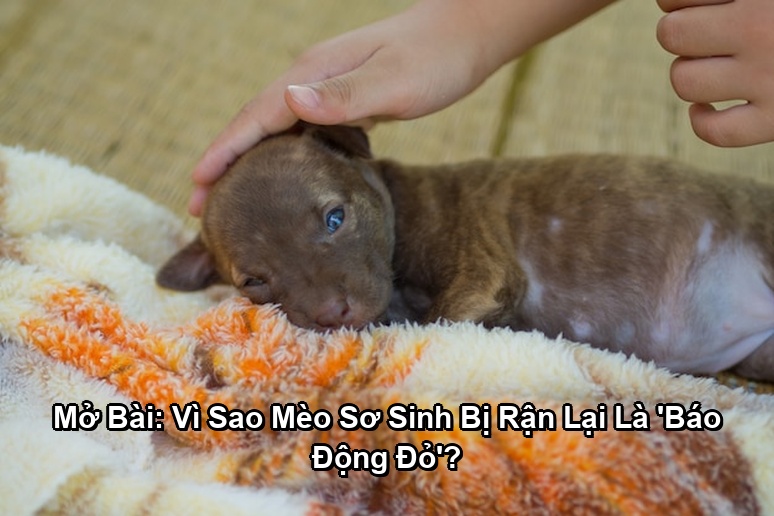 Ảnh minh họa: Mở Bài: Vì Sao Mèo Sơ Sinh Bị Rận Lại Là 'Báo Động Đỏ'?