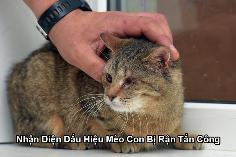 Ảnh minh họa: Nhận Diện Dấu Hiệu Mèo Con Bị Rận Tấn Công