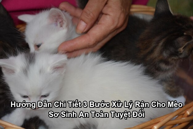 Ảnh minh họa: Hướng Dẫn Chi Tiết 3 Bước Xử Lý Rận Cho Mèo Sơ Sinh An Toàn Tuyệt Đối
