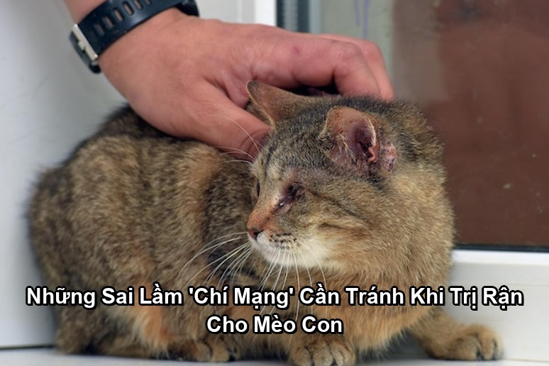 Ảnh minh họa: Những Sai Lầm 'Chí Mạng' Cần Tránh Khi Trị Rận Cho Mèo Con