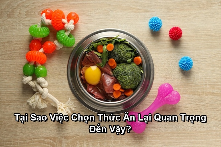 Ảnh minh họa: Tại Sao Việc Chọn Thức Ăn Lại Quan Trọng Đến Vậy?
