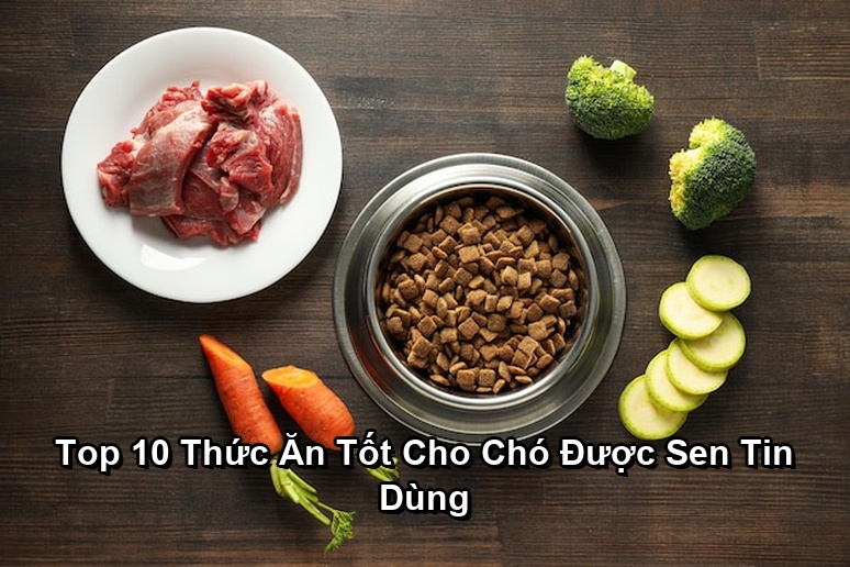 Ảnh minh họa: Top 10 Thức Ăn Tốt Cho Chó Được Sen Tin Dùng